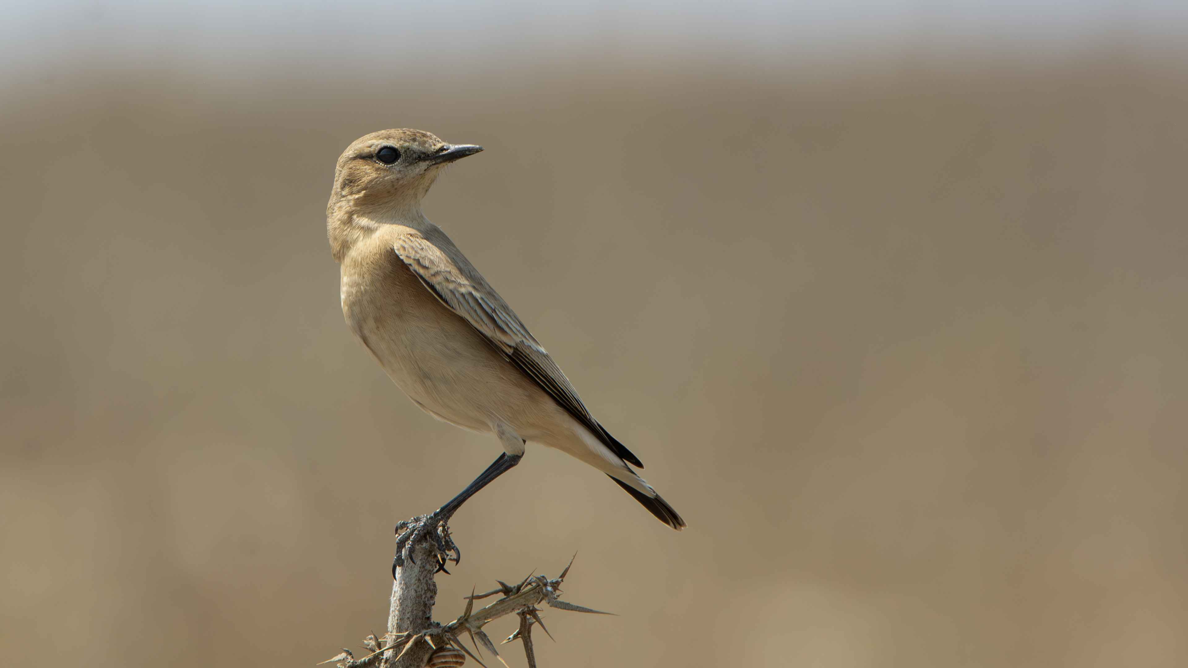 Isabelline Wheatear